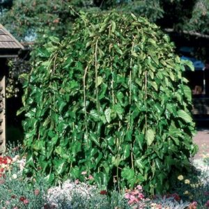 Morus alba Pendula
