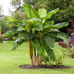 Musa sikkimensis Ever Red ('Lou 1') (PBR)