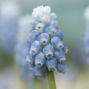 Muscari Peppermint