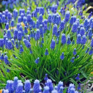 Muscari armeniacum