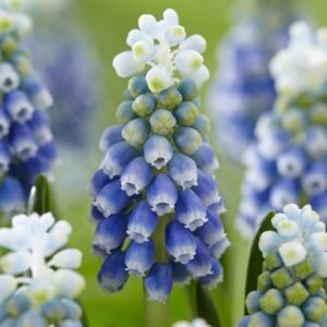Muscari armeniacum Touch of Snow
