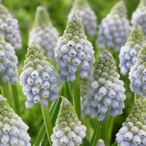 Muscari aucheri Ocean Magic