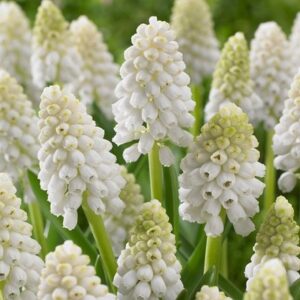 Muscari aucheri White Magic