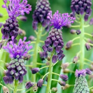 Muscari comosum
