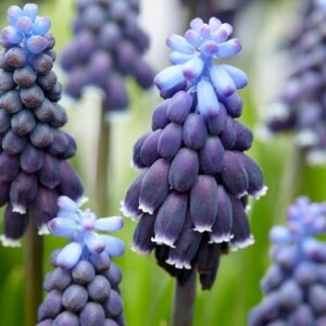Muscari neglectum