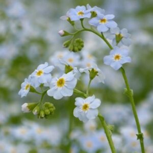 Myosotis scorpioides