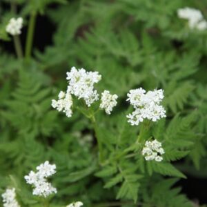 Myrrhis odorata