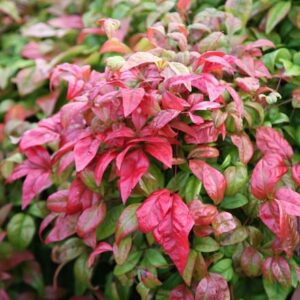 Nandina domestica Fire Power
