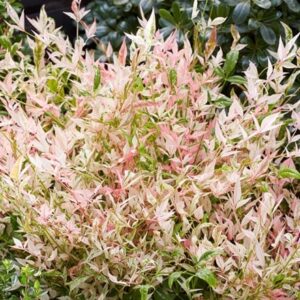 Nandina domestica Twilight (PBR)