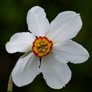 Narcissus Actaea