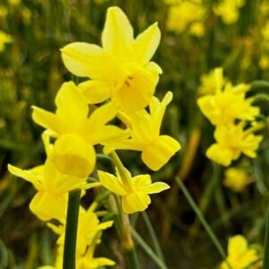 Narcissus Angel's Breath