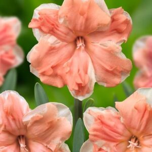 Narcissus Apricot Whirl