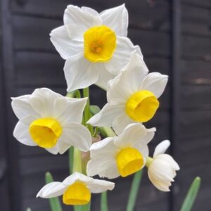 Narcissus Avalanche
