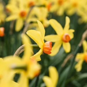 Narcissus Birma