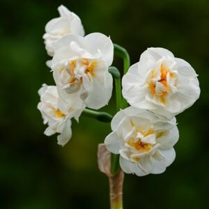 Narcissus Bridal Crown