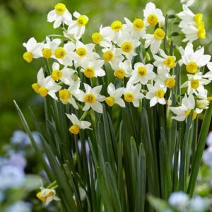 Narcissus Canaliculatus