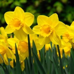 Narcissus Carlton