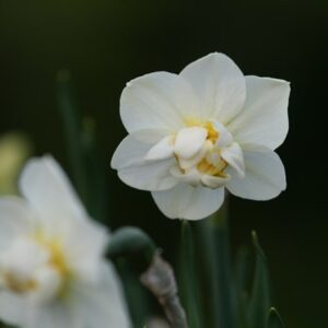 Narcissus Cheerfulness