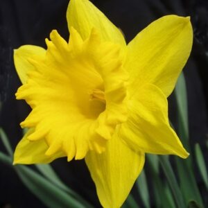 Narcissus Dutch Master