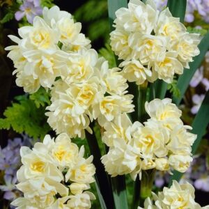 Narcissus Erlicheer