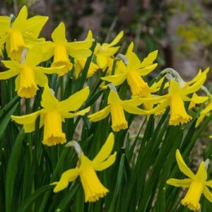Narcissus February Gold