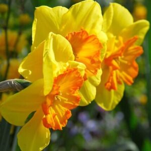 Narcissus Fortissimo