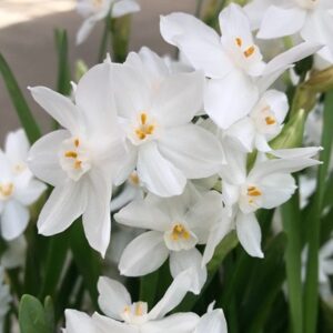 Narcissus Galilee