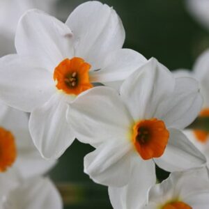 Narcissus Geranium