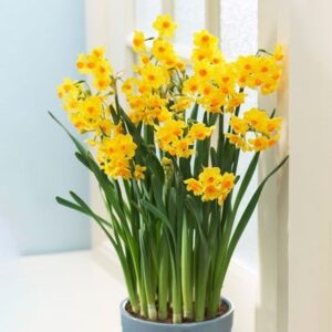 Narcissus Grand Soleil d'Or