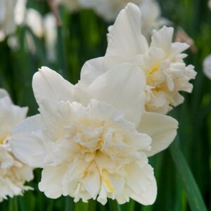 Narcissus Ice King