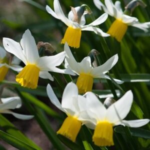 Narcissus Jack Snipe