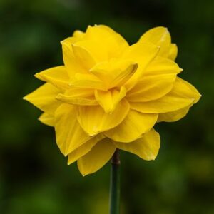 Narcissus Jack The Lad