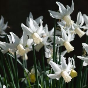 Narcissus Jenny