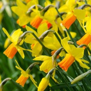 Narcissus Jetfire