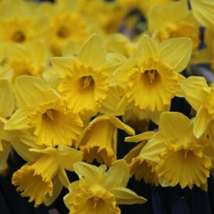 Narcissus King Alfred