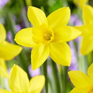 Narcissus Marie Curie Diamond