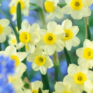 Narcissus Minnow