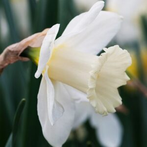 Narcissus Mount Hood