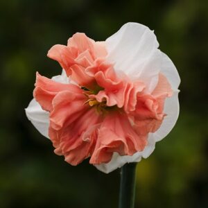 Narcissus Night Life