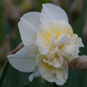 Narcissus Obdam