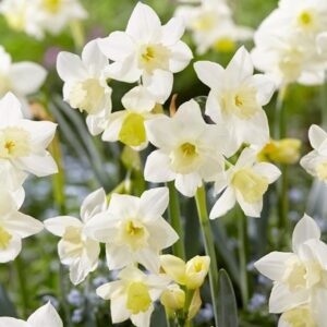 Narcissus Pueblo