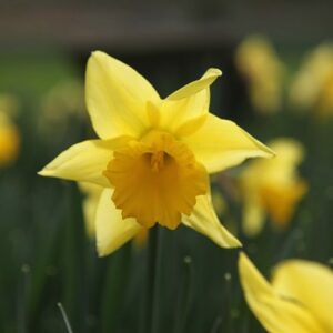 Narcissus Rijnveld's Early Sensation
