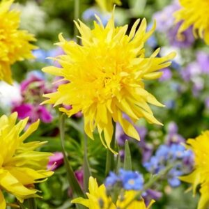 Narcissus Rip van Winkle