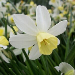 Narcissus Sailboat