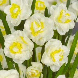 Narcissus Salou