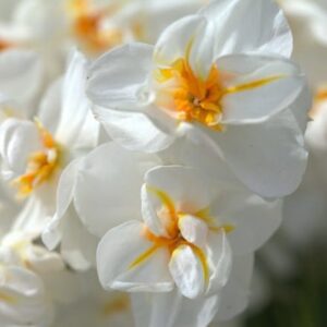 Narcissus Sir Winston Churchill
