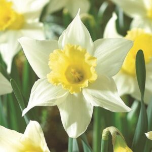 Narcissus Spring Dawn
