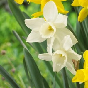 Narcissus Starlight Sensation