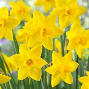 Narcissus Sweetness