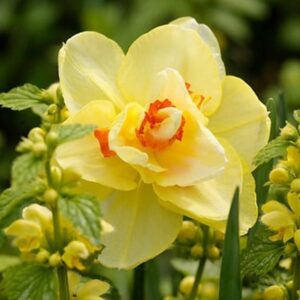 Narcissus Tahiti
